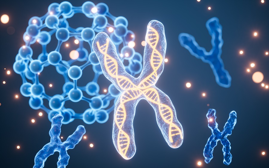 Человеческая ДНК: как гены связаны с хромосомами